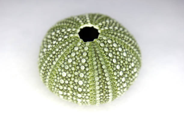 riccio verde - green sea urchin immagine foto e immagini stock