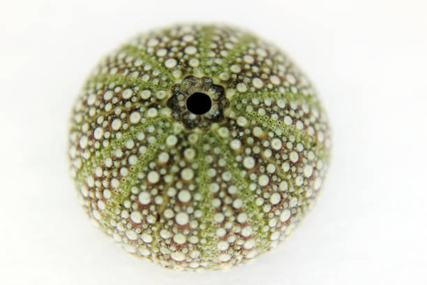 guscio di riccio di mare verde - green sea urchin immagine foto e immagini stock