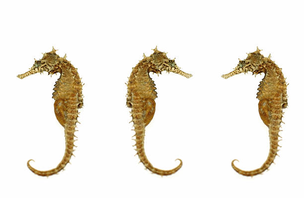 Three dried seahorses on white background Three dried  sea horses on a white background. longsnout seahorse hippocampus reidi stock pictures, royalty-free photos & images
