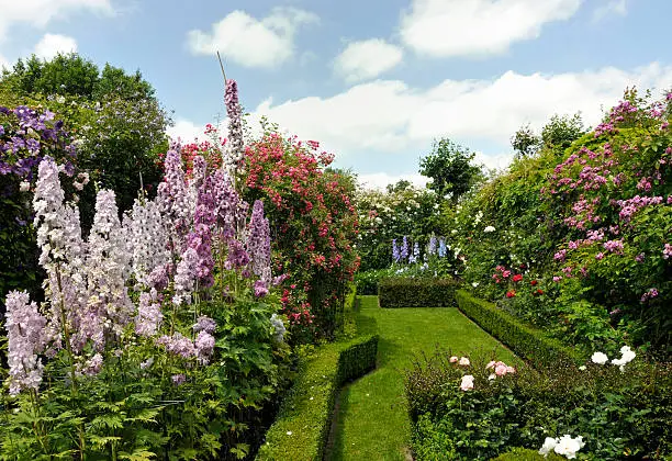 Landscaped garden with roses, delphinium flowers and buxus hedge.