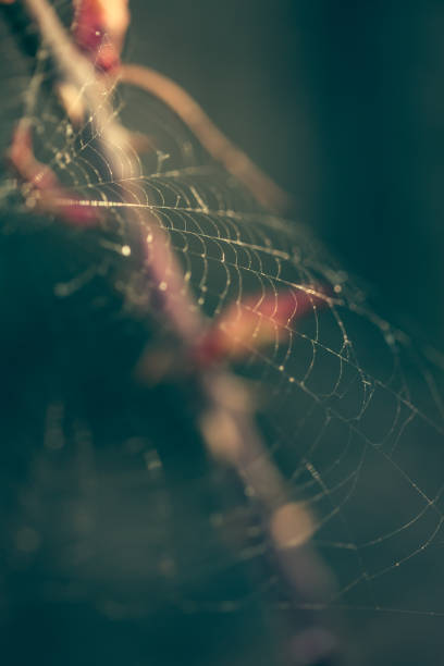istock Close up of spider web with blurred background 1143797383