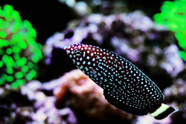 istock White-spotted Wrasse - Melanurus Anampses 1143798507