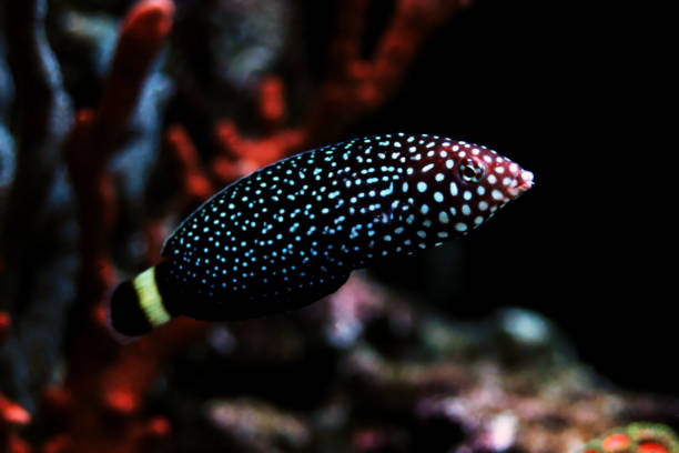 istock White-spotted Wrasse - Melanurus Anampses 1143798509