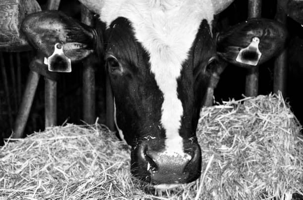 Cow of Farm
