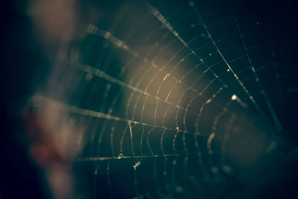 istock Close up of spider web with blurred background 1143798764