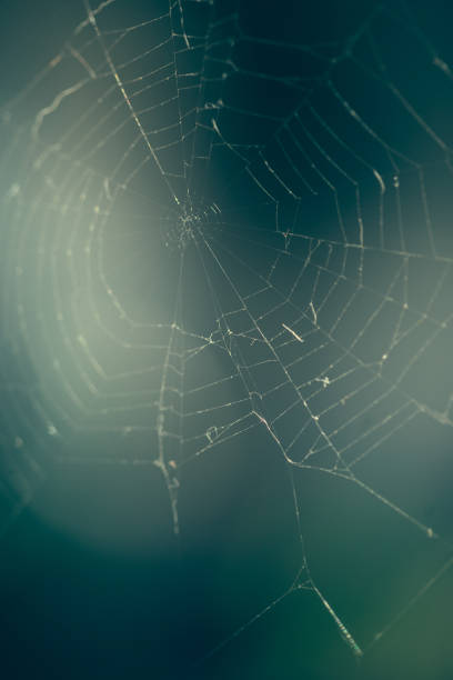 istock Close up of spider web with blurred background 1143799552