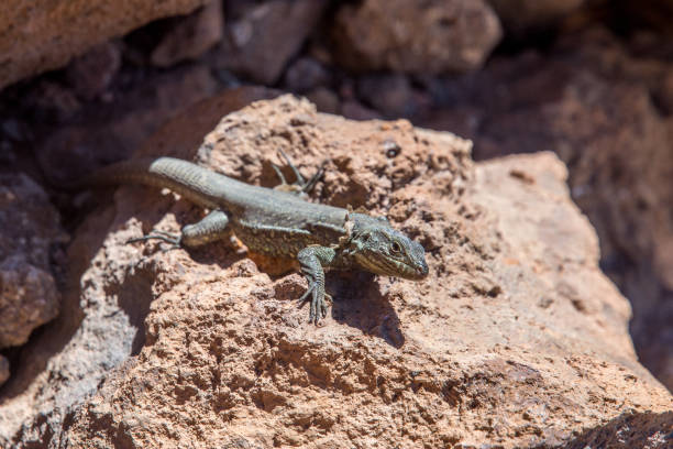 istock curious little lizard standing on a rock in the sun 1143799556