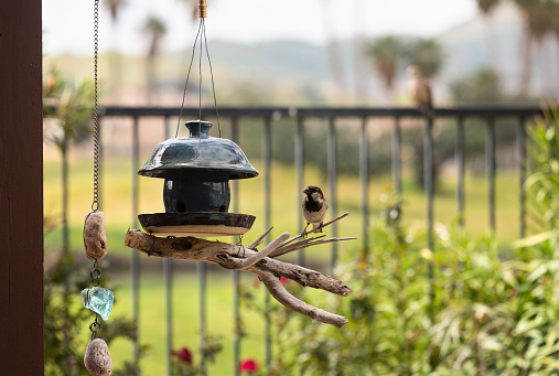 Sparrow perched on branch by bird feeder in California backyard