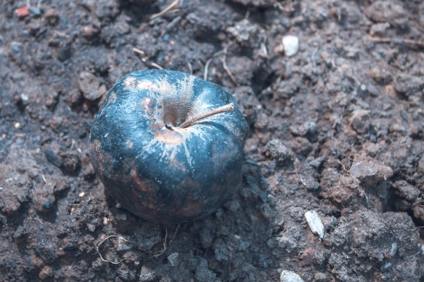 rotten apple on the ground rotten apple lying on the ground rotting apple fruit wrinkled stock pictures, royalty-free photos & images