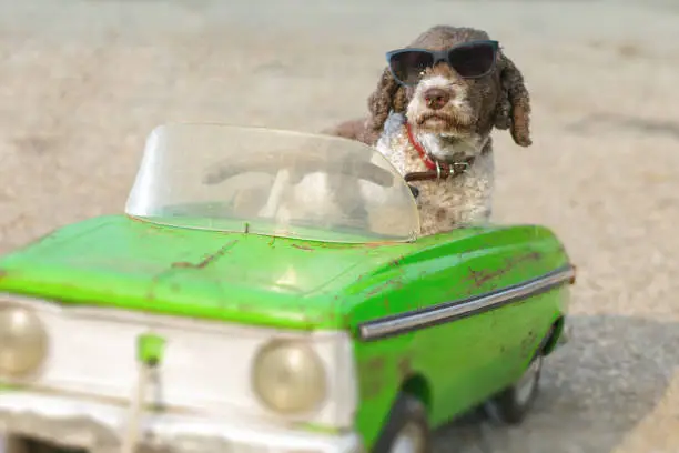 funny dog driving a car