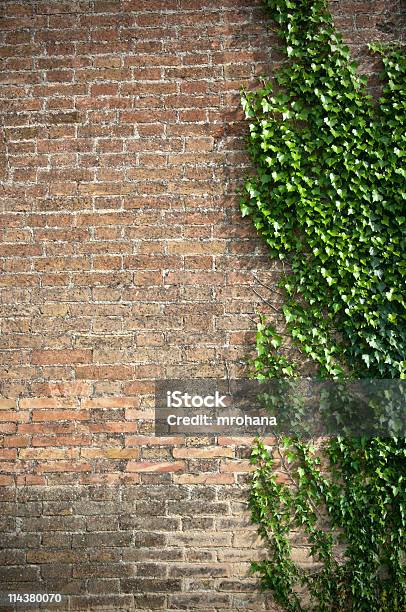 Foto de Trepadeira e mais fotos de stock de Arbusto - Arbusto, Botânica - Assunto, Crescimento