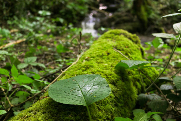 Spring comes to forest with many shades of green.