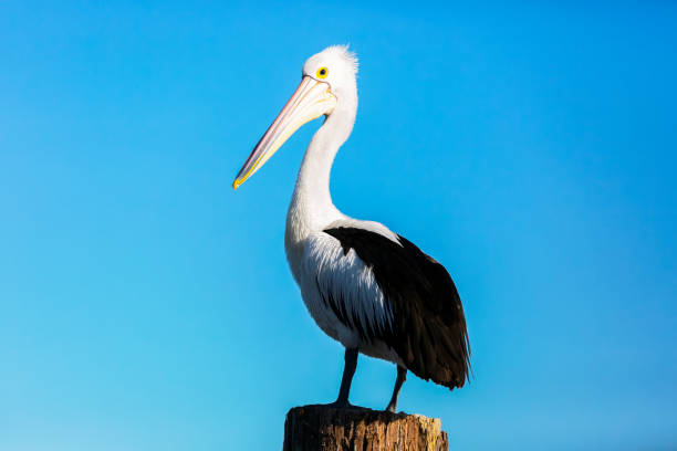 istock Pelican standing on wooden post aginst blue sky background with copy space 1143803117