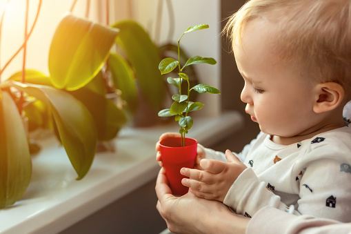 Cute little caucasian toddler boy with mother smiling and having fun holding pot with planted flower near window sill at home. Flower and nature care concept. Children and family happy childhood.
