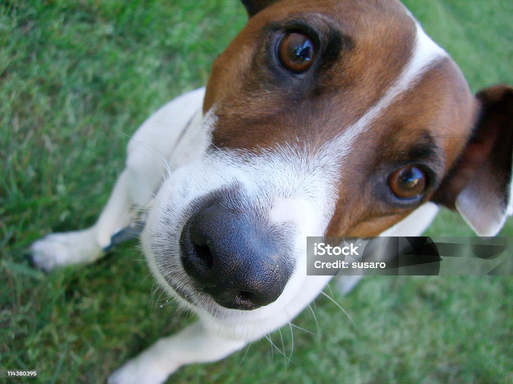 Check out my nose!  Dog Stock Photo