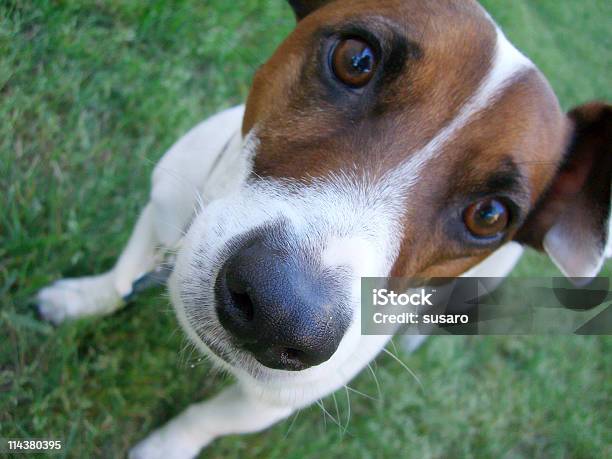 Check Out My Nose Stock Photo - Download Image Now - Dog, Confusion, Looking