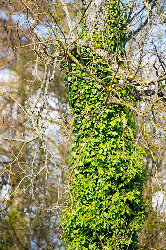 Creeper Plant over Bare Springtime Tree