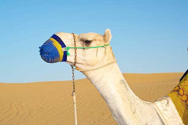 Camel stock photo