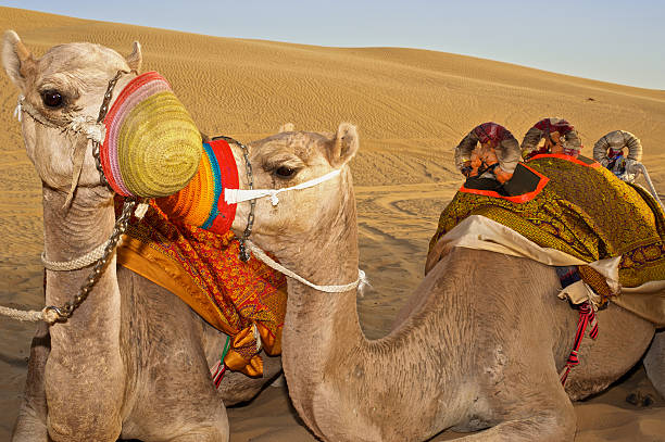 Camels in a Desert stock photo