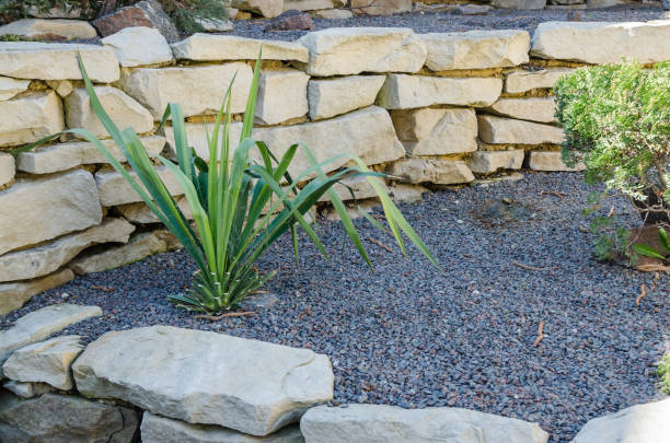 istock plants and little stones 1143805147