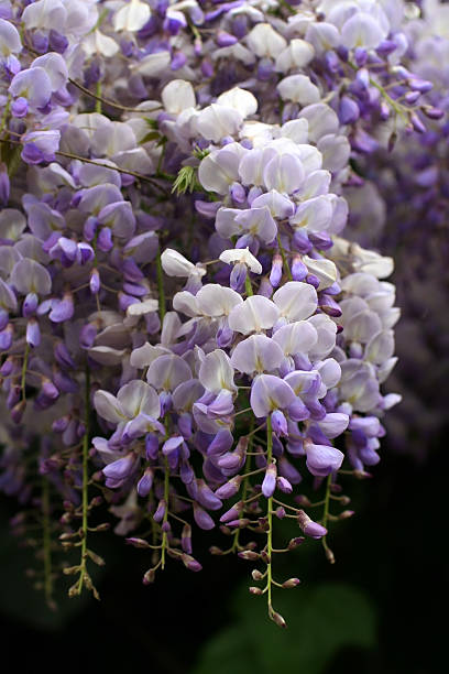 istock Blooming Wisteria in Rome 114380564