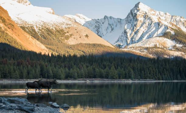 istock Moose in the Canadian Rocky Mountains 1143806425