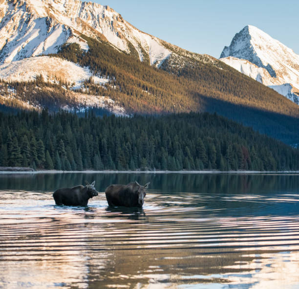 istock Moose in the Canadian Rocky Mountains 1143806661