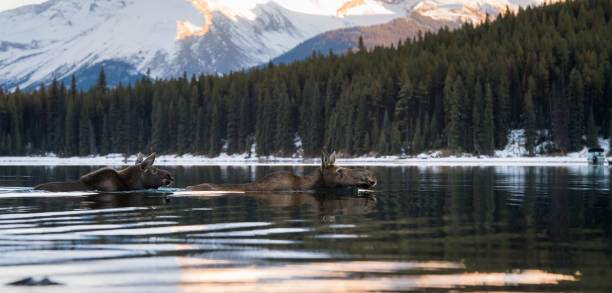 istock Moose in the Canadian Rocky Mountains 1143806773