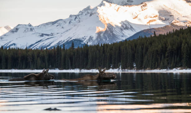 istock Moose in the Canadian Rocky Mountains 1143806775