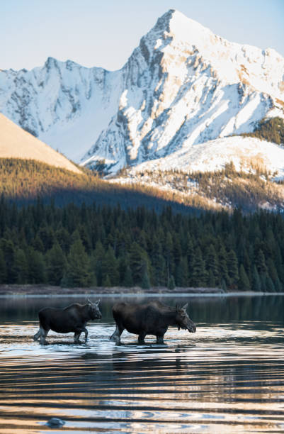 istock Moose in the Canadian Rocky Mountains 1143806821