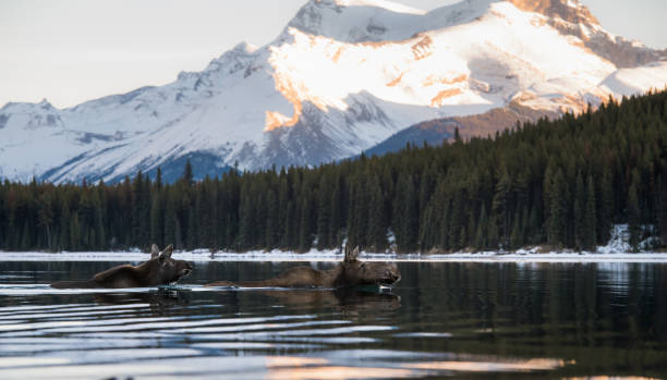 istock Moose in the Canadian Rocky Mountains 1143806829