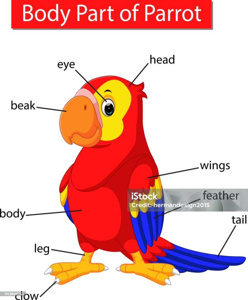 Diagram Showing Body Part Of Parrot Stock Illustration - Download Image Now  - Frogspawn, Diagram, Parrot - iStock