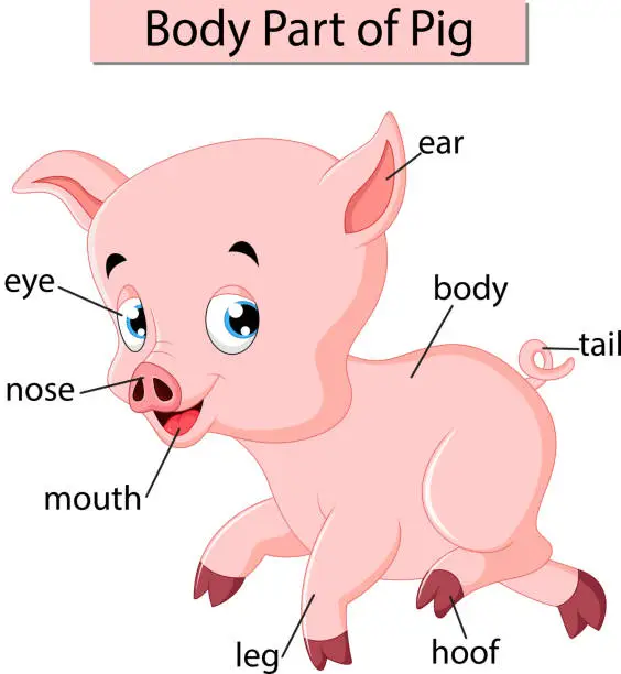 Vector illustration of Diagram showing body part of pig