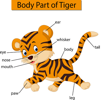 illustration of Diagram showing body part of tiger