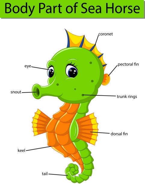 海の馬の体の部分を示す図 - marine life orange sea horse sea点のイラスト素材／クリップアート素材／マンガ素材／アイコン素材