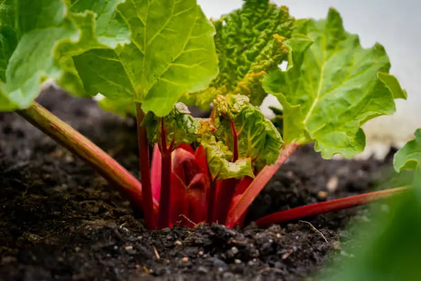 Bright red rhubarb growing in daylight, in a garden, from a rhubarb crown. Rhubarb stalks showing with big leaves, containing oxalic acid.