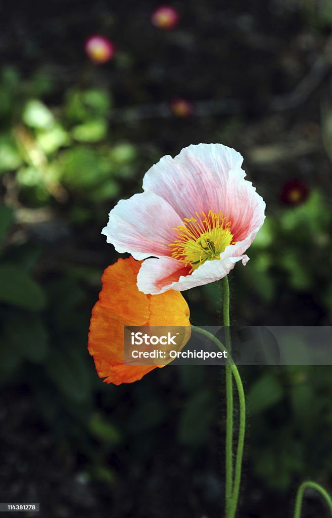 Belle Fleur de pavot Companion - Photo de Amitié libre de droits