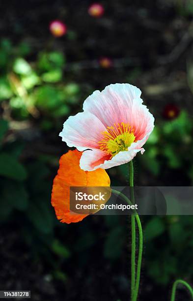 Photo libre de droit de Belle Fleur De Pavot Companion banque d'images et plus d'images libres de droit de Amitié - Amitié, Amour, Caractéristiques de la végétation