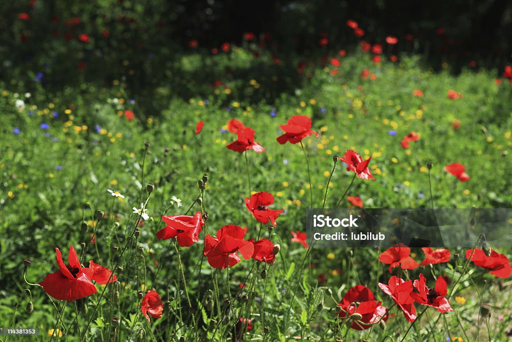 Papaveráceas e outros wildflowers no Prado de Verão - Royalty-free Ao Ar Livre Foto de stock