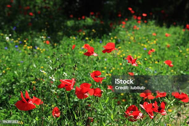 Foto de Poppies E Outros De Flores Silvestres No Verão Meadow e mais fotos de stock de Beleza natural - Natureza