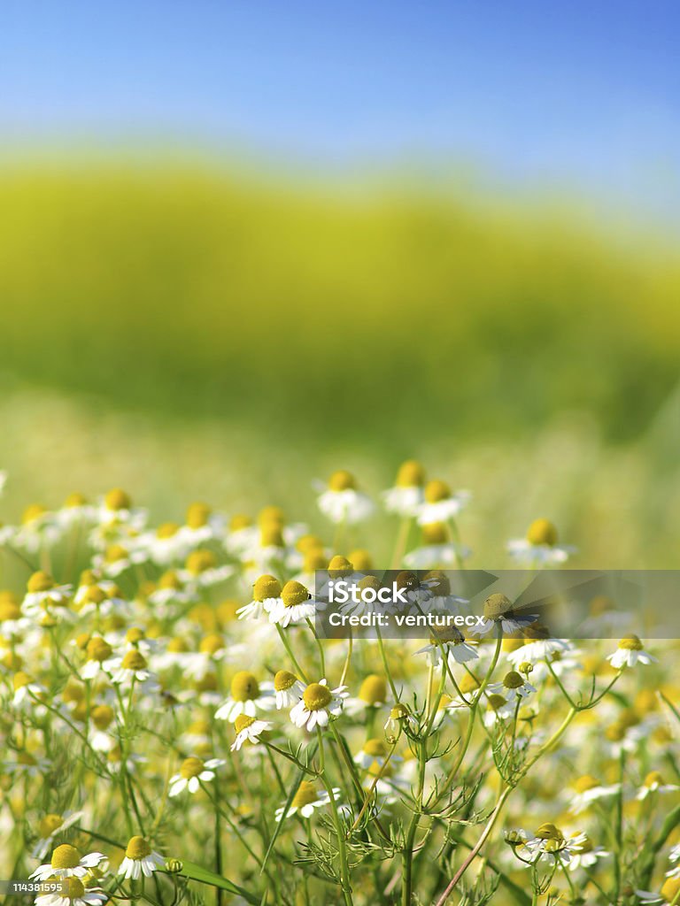 Kwiat rumianku w polu - Zbiór zdjęć royalty-free (Stokrotka)