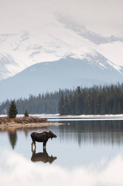 Moose in the mountains stock photo
