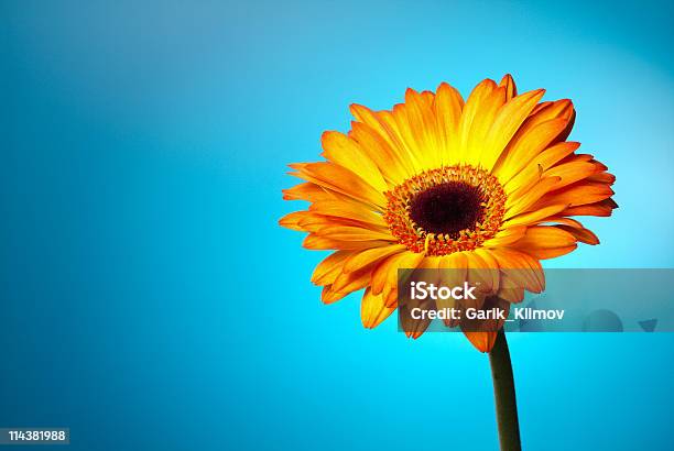 Flor De Gerber En Un Gradiente De Azul Foto de stock y más banco de imágenes de Amarillo - Color - Amarillo - Color, Azul, Belleza de la naturaleza