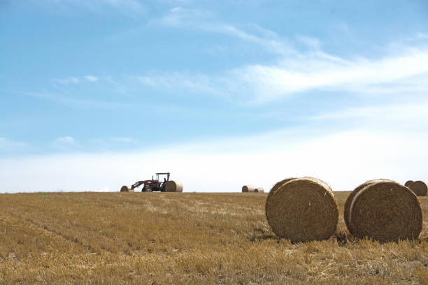 istock Straw bales after harvest 1143820670