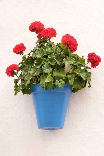 istock Andalucia Spain whitewashed village flower pot wall display 1143820763