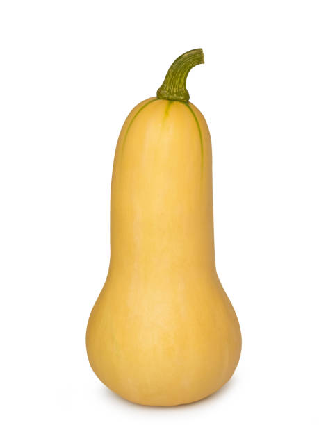 istock Fresh Butternut Pumpkin on white background. (clipping path) 1143821313