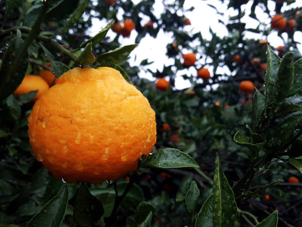 korea-mandarynka (pomarańczowy) - orange mushroom asia brown zdjęcia i obrazy z banku zdjęć