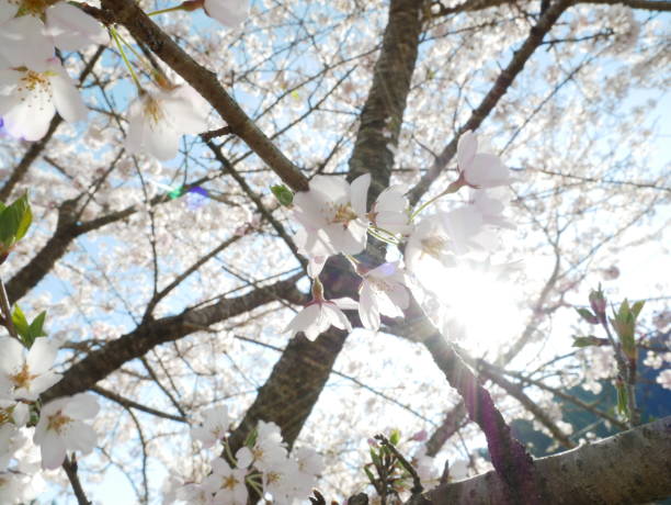 istock Sakura of Japan 1143823672