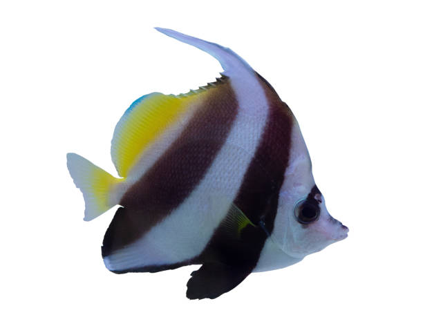 istock Moorish Idol fish  on white background. (clipping path) 1143824336
