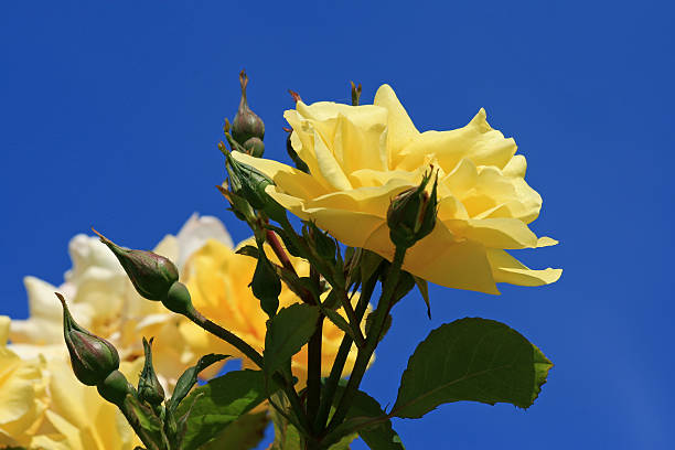istock Yellow roses against a blue sky 114382452